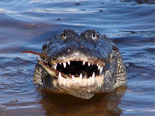 Feeling Lucky?  The Alabama Alligator Harvest “Lottery” is Open!