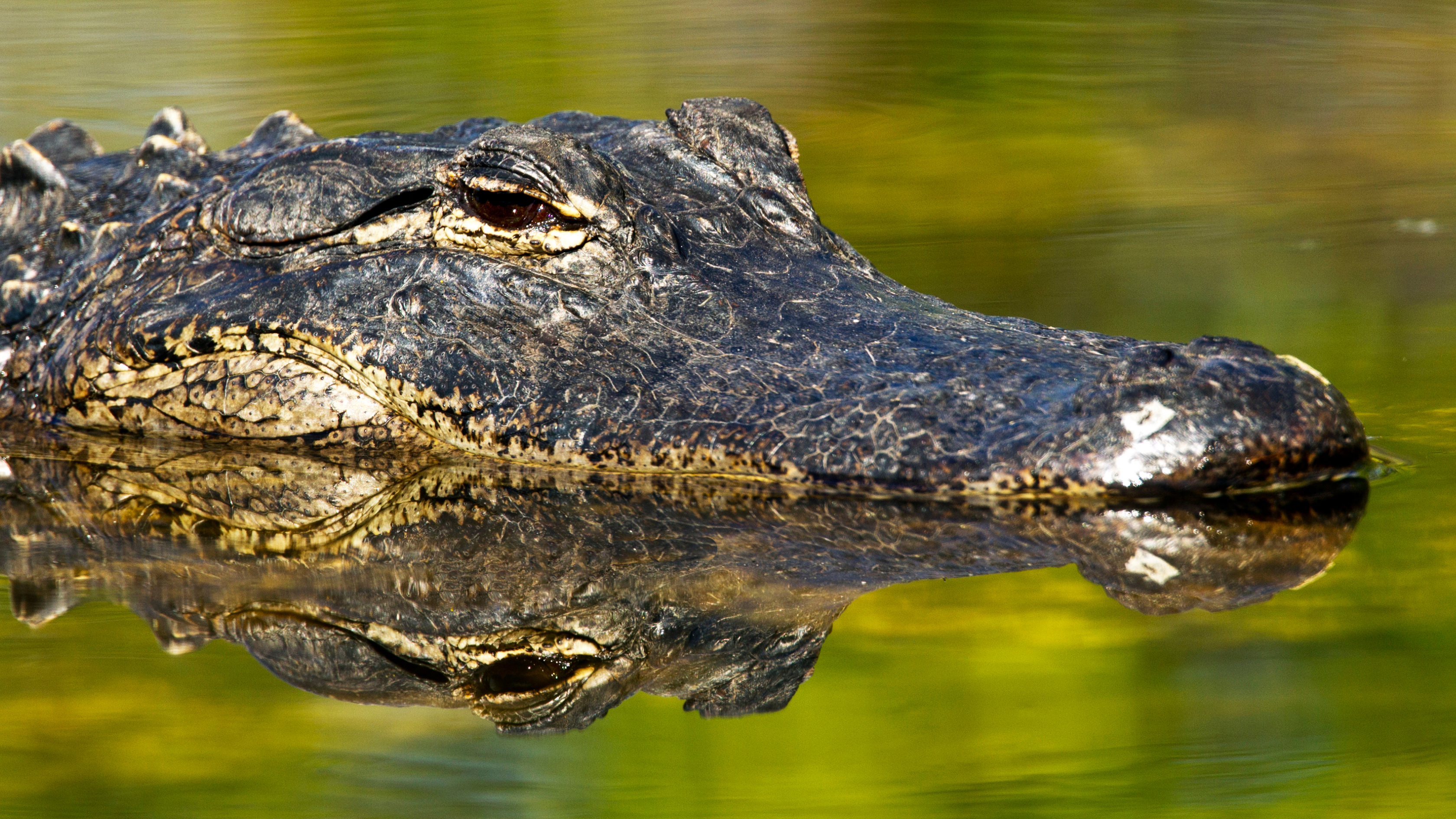 The 2022 Alabama Alligator Harvest “Lottery” Opens June 7th