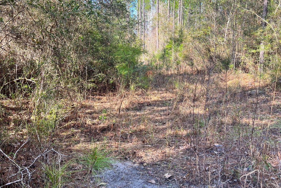 Conecuh Forest Property For Sale