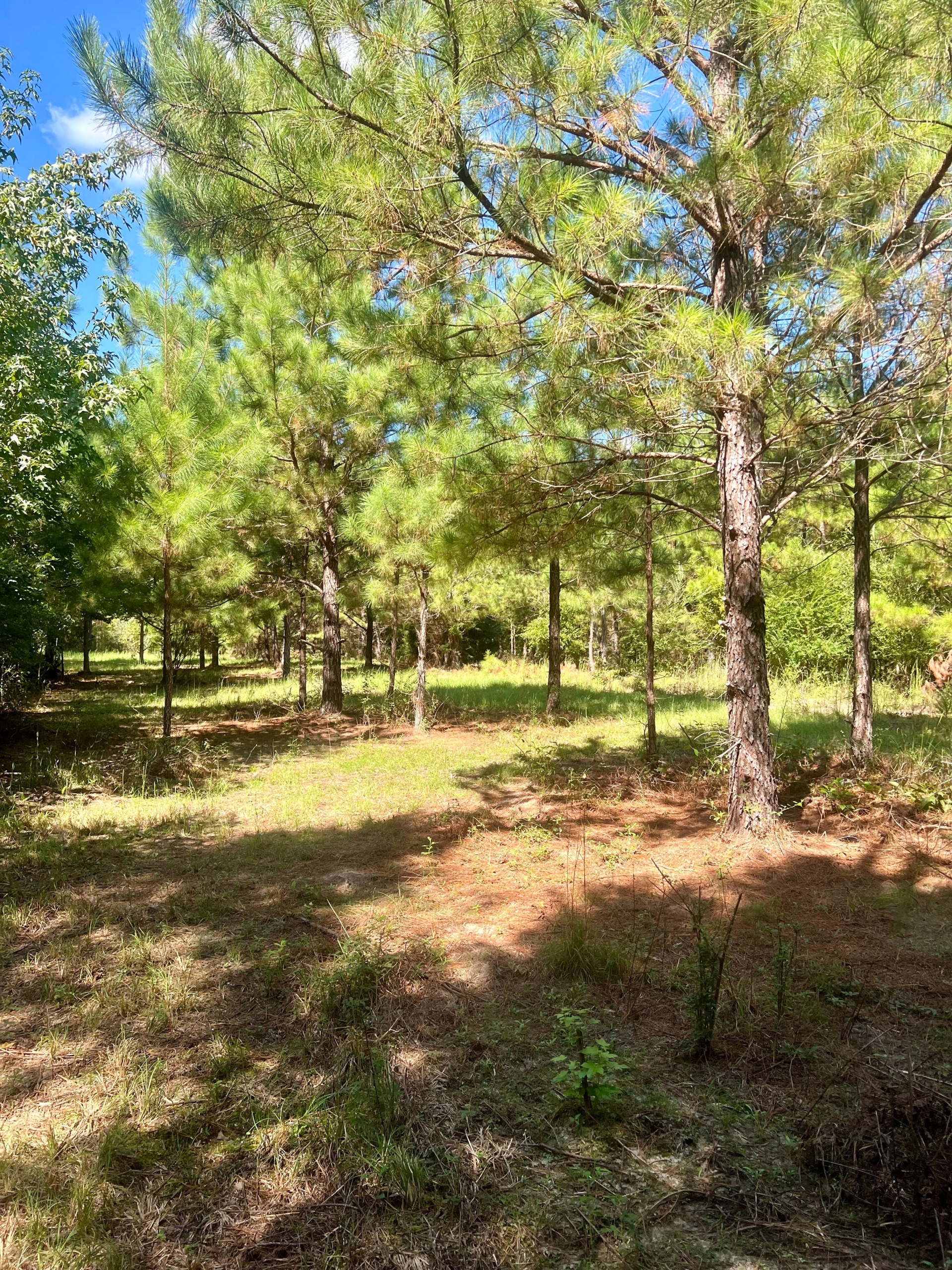 Davis Road Tract Property For Sale